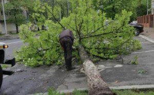 Поривчастим вітром в Одесі повалено декілька десятків дерев (фото)