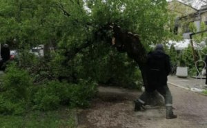 Поривчастим вітром в Одесі повалено декілька десятків дерев (фото)