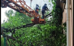 Поривчастим вітром в Одесі повалено декілька десятків дерев (фото)