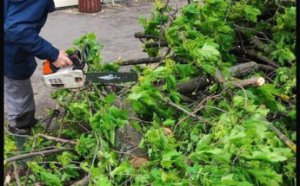 Поривчастим вітром в Одесі повалено декілька десятків дерев (фото)