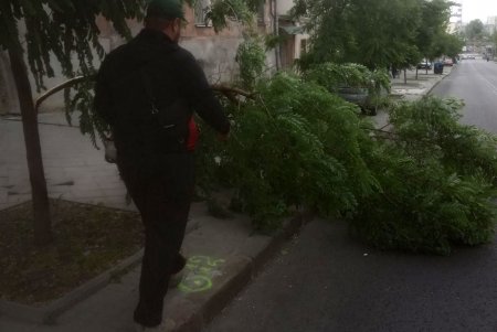 Поривчастим вітром в Одесі повалено 10 дерев і великих гілок (фото)