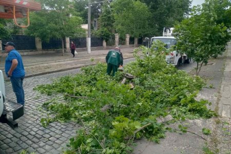 Поривчастим вітром в Одесі повалено 10 дерев і великих гілок (фото)