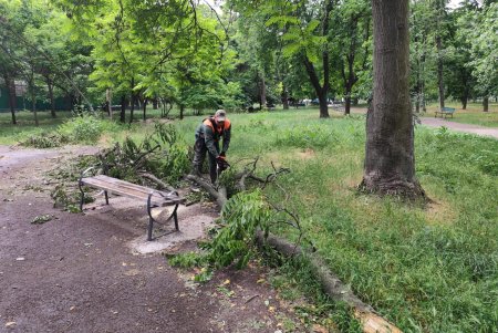 Поривчастим вітром в Одесі повалено 10 дерев і великих гілок (фото)