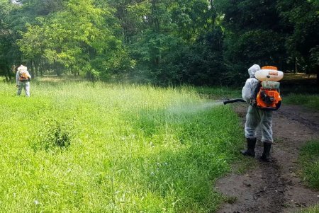 26 липня13:4724 Фахівці КП «Міськзелентрест» виконують роботи із запобігання цвітінню амброзії (фото)