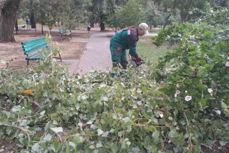 Внаслідок негоди в Одесі повалено 24 дерева: комунальні служби працюють на вулицях міста