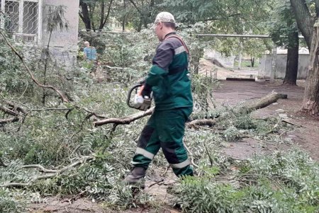 Внаслідок негоди в Одесі повалено 24 дерева: комунальні служби працюють на вулицях міста