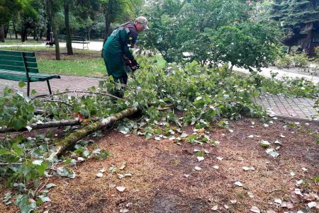 Внаслідок негоди в Одесі повалено 24 дерева: комунальні служби працюють на вулицях міста