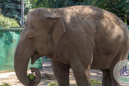 В Одеському зоопарку відзначали 45-річний ювілей слонихи Венді (фото)