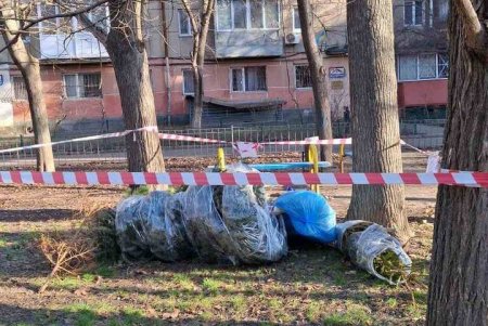 Одесити здають новорічні ялинки на переробку (фото)