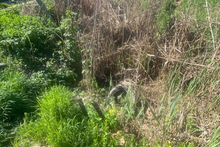 В Одесі посилюють контроль за екологічним станом Чорноморської балки (фото)