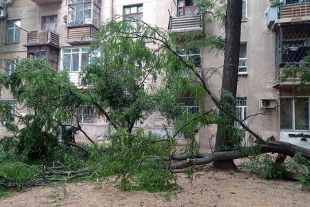 Комунальники ліквідовують наслідки негоди в Одесі: поривчастим вітром повалені дерева (фото)