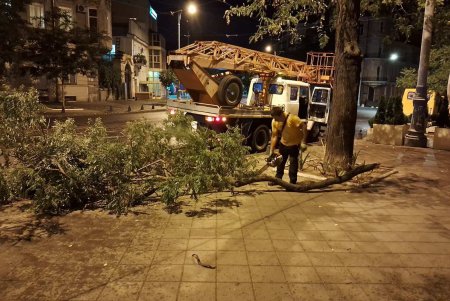 Комунальники ліквідовують наслідки негоди в Одесі: поривчастим вітром повалені дерева (фото)