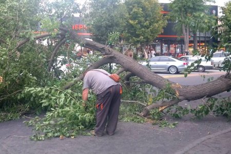 Комунальники ліквідовують наслідки негоди в Одесі: поривчастим вітром повалені дерева (фото)