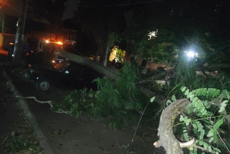 Комунальники ліквідовують наслідки негоди в Одесі: поривчастим вітром повалені дерева (фото)