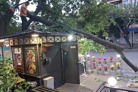 Комунальники ліквідовують наслідки негоди в Одесі: поривчастим вітром повалені дерева (фото)