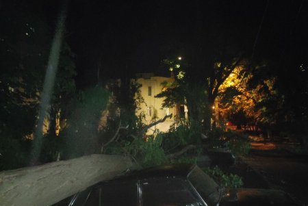 Комунальники ліквідовують наслідки негоди в Одесі: поривчастим вітром повалені дерева (фото)