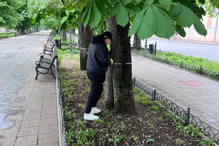 В Одесі близько 1000 каштанів вакциновано від шкідників (фото) 