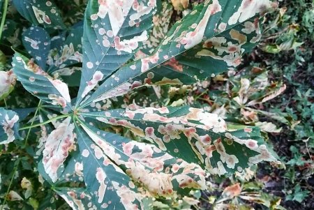 В Одесі близько 1000 каштанів вакциновано від шкідників (фото) 