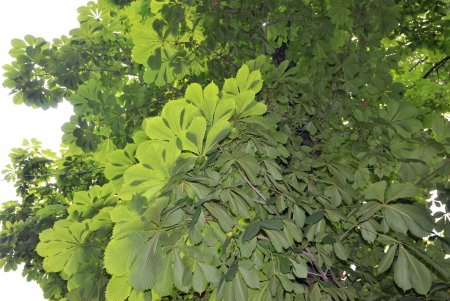 В Одесі близько 1000 каштанів вакциновано від шкідників (фото) 