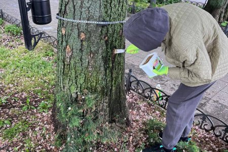 В Одесі близько 1000 каштанів вакциновано від шкідників (фото) 