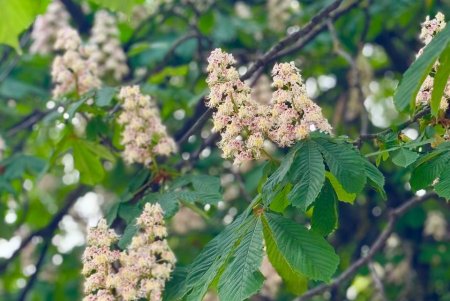 В Одесі близько 1000 каштанів вакциновано від шкідників (фото) 