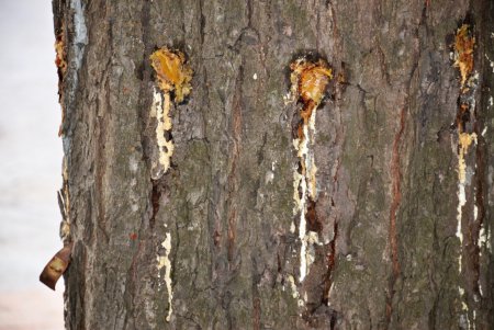 В Одесі близько 1000 каштанів вакциновано від шкідників (фото) 