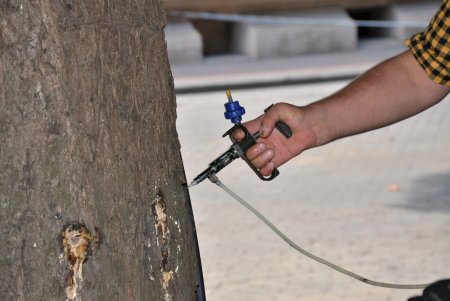 В Одесі близько 1000 каштанів вакциновано від шкідників (фото) 