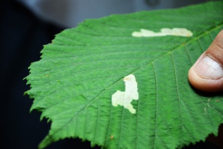 В Одесі близько 1000 каштанів вакциновано від шкідників (фото) 