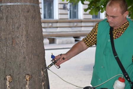 В Одесі близько 1000 каштанів вакциновано від шкідників (фото) 