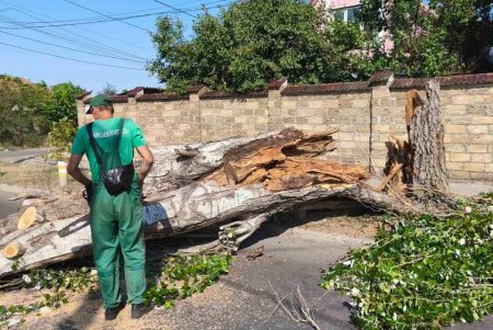 Внаслідок негоди в Одесі повалено 30 дерев та великих гілок (фото)