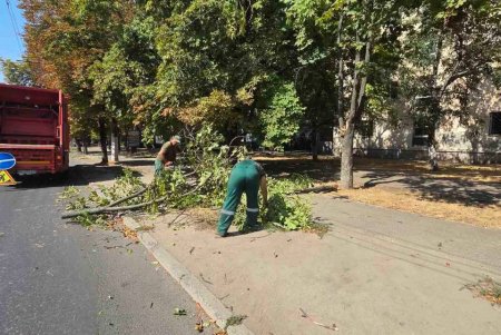 Внаслідок негоди в Одесі повалено 30 дерев та великих гілок (фото)