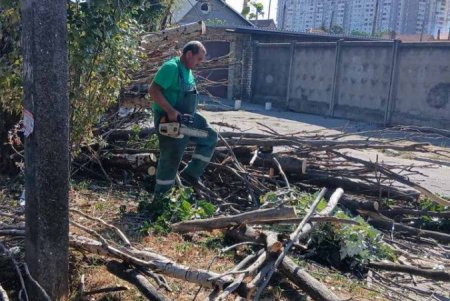 Внаслідок негоди в Одесі повалено 30 дерев та великих гілок (фото)