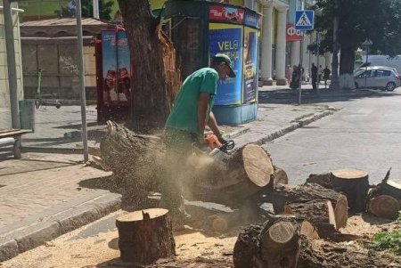 Внаслідок негоди в Одесі повалено 30 дерев та великих гілок (фото)
