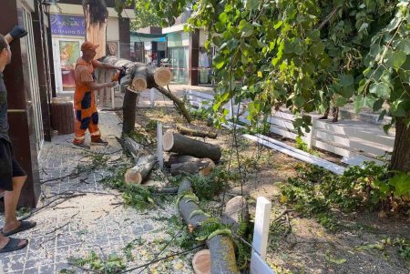 Внаслідок негоди в Одесі повалено 30 дерев та великих гілок (фото)