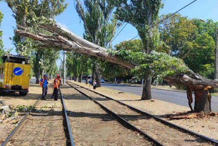 Внаслідок негоди в Одесі повалено 30 дерев та великих гілок (фото)