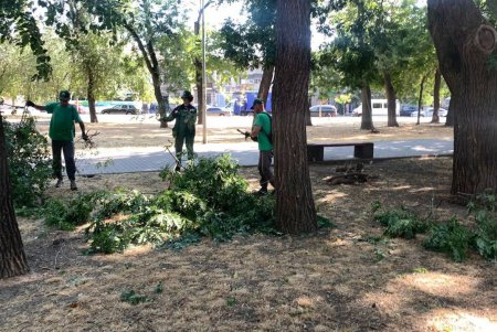 Внаслідок негоди в Одесі повалено 30 дерев та великих гілок (фото)