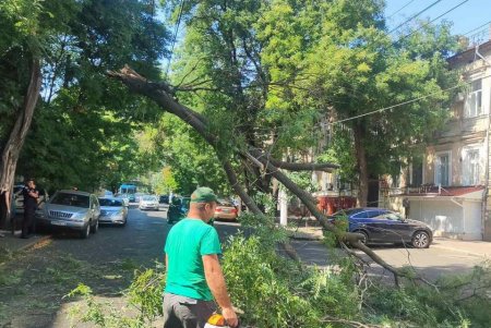 Внаслідок негоди в Одесі повалено 30 дерев та великих гілок (фото)