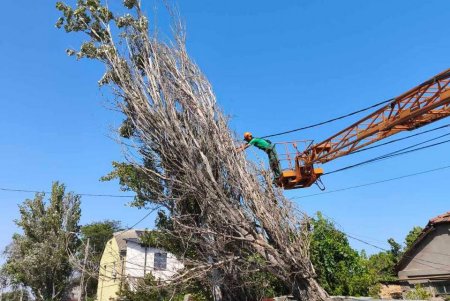 Внаслідок негоди в Одесі повалено 30 дерев та великих гілок (фото)