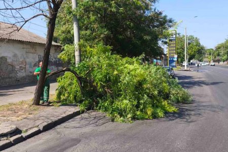 Внаслідок негоди в Одесі повалено 30 дерев та великих гілок (фото)