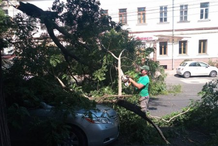 Внаслідок негоди в Одесі повалено 30 дерев та великих гілок (фото)