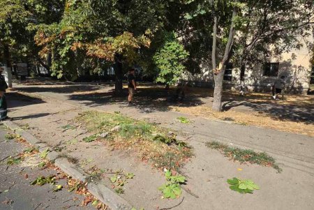 Внаслідок негоди в Одесі повалено 30 дерев та великих гілок (фото)