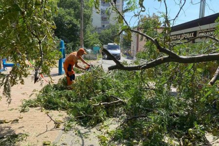 Внаслідок негоди в Одесі повалено 30 дерев та великих гілок (фото)