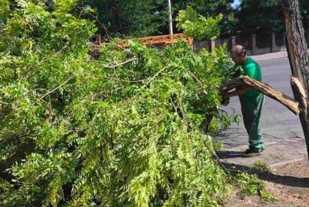 Внаслідок негоди в Одесі повалено 30 дерев та великих гілок (фото)