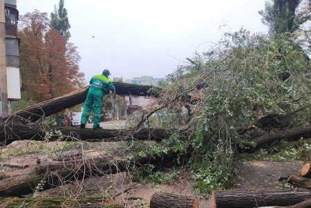Внаслідок негоди в Одесі повалено 70 дерев і великих гілок (фото)