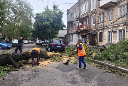 Внаслідок негоди в Одесі повалено 70 дерев і великих гілок (фото)