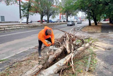 Внаслідок негоди в Одесі повалено 70 дерев і великих гілок (фото)