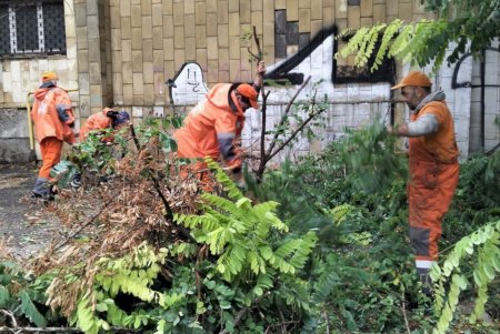 Внаслідок негоди в Одесі повалено 70 дерев і великих гілок (фото)