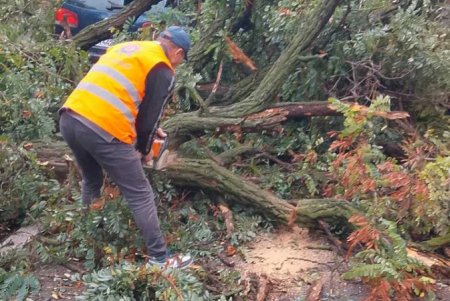 Внаслідок негоди в Одесі повалено 70 дерев і великих гілок (фото)