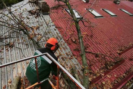 Внаслідок негоди в Одесі повалено 70 дерев і великих гілок (фото)