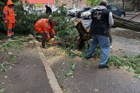 Внаслідок негоди в Одесі повалено 70 дерев і великих гілок (фото)